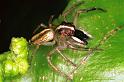 Clynotis_ZZ049_F0747_Z_85_Palmerstone park_Australie